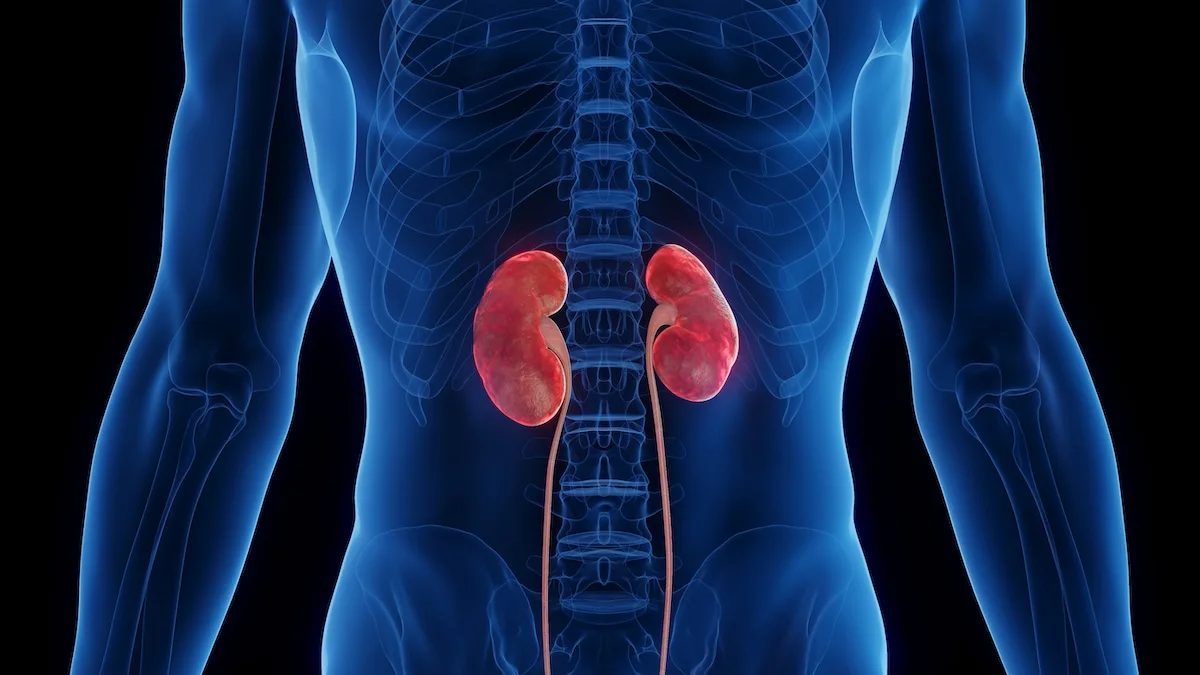 Cancer du rein à Casablanca, prise en charge par le Dr Rita Bentahila, oncologue radiothérapeute