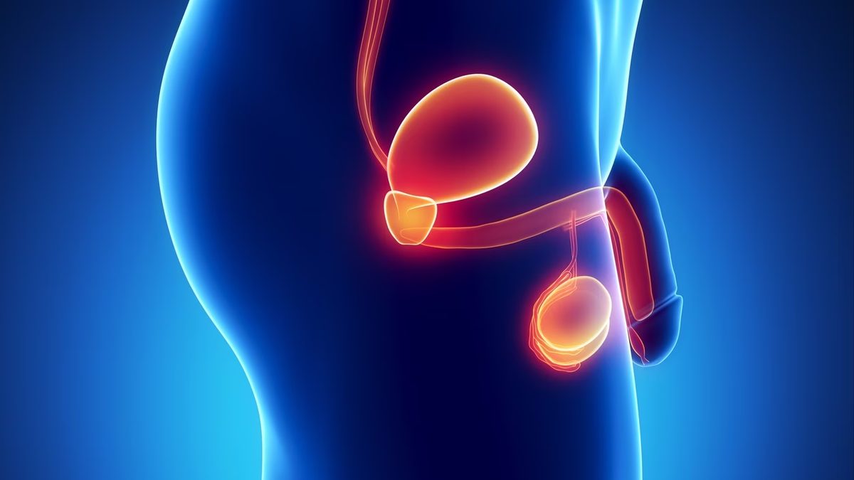Prise en charge du cancer du testicule à Casablanca par Dr Rita Bentahila